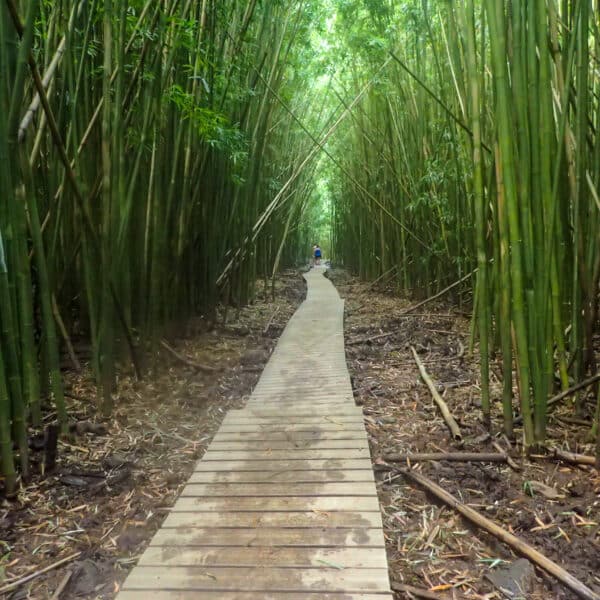 Pipiwai Trail in Maui, Hawaii